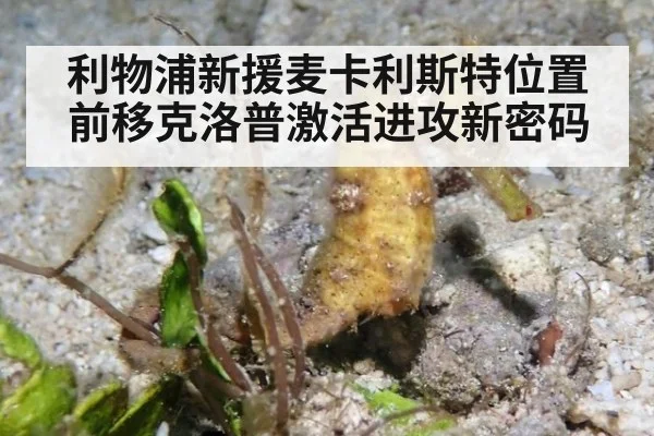 利物浦新援麦卡利斯特位置前移克洛普激活进攻新密码
